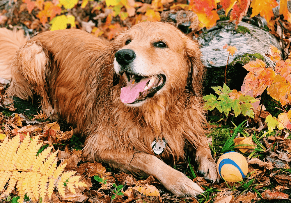 How Seasonal Allergies Affect Pets — And What to Do About It